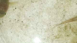 Ini ikan apa sih,?bisa bntu k0m3n yg tahu?