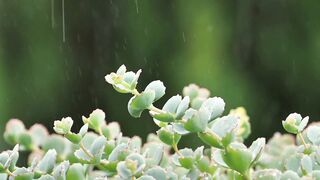 rain sounds