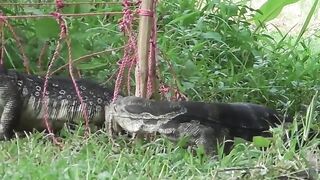 2 ekor biawak besar sedang merebutkan usus ayam