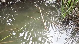 Angkat tajur di rawa prumpungan