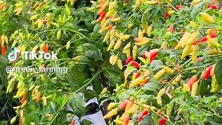 Chili farmer