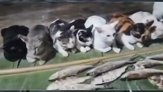 Mana yang paling lucu