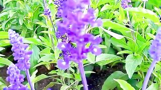 ফলর বগনট অনক সনদর internetculture travel lifeisbutadream musicgenre