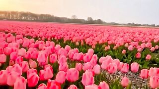 ফলর বগন গল অনক ভল লগতছ internetculture djsong travel lifeisbutadream nature