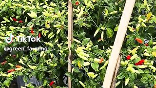 Chili farmer