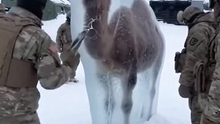 The Shockwave of a Fighter Jet Frees a Camel Frozen in Ice An Unbelievable Rescue