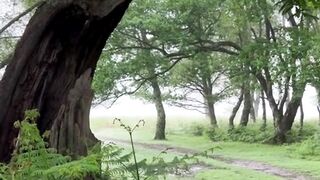 Beautiful nature
