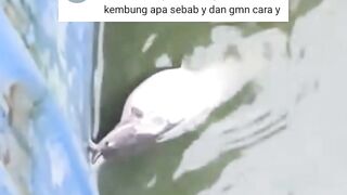 Lele KEMBUNGIni PENYEBABNYA dan begini CARA mengobatinya