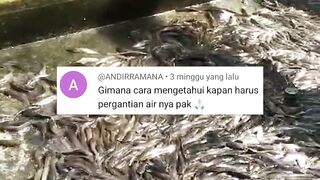 Cara mengetahui KAPAN ganti air KOLAM