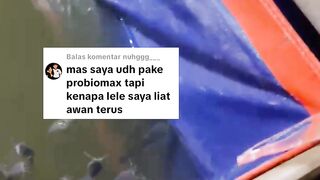 Ikan lele BERGEROMBOL dan UPACARA Begini cara mengatasinya