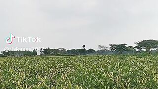 Chili farmer