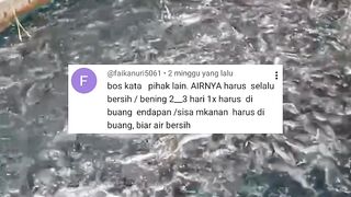 Apakah budidaya lele HARUS air beningPEMULA Be Smart