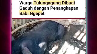 Geger! Dugaan Babi Ngepet Tertangkap di Desa Pakel