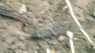 Ikan ini kok lucu ya?jadi penasaran aku