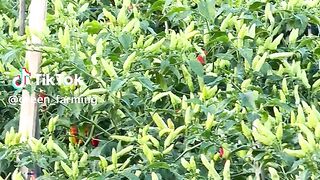 Chili farmer
