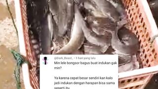 Plus Minus lele BONGSORAN jika dijadikan INDUKAN