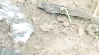 Nggak nyangka banget cuma video ikan kayak gini,bisa segitu piunya