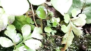 Its amazing how rare this small fish is now
