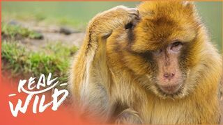 Amazing Monkey Intelligence in the Wild A Clever and Amazing Jungle Adventure - High Quality