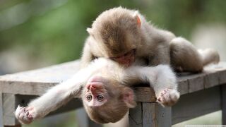 Amazing baby monkeys in stunning 4K Ultra HD 2026