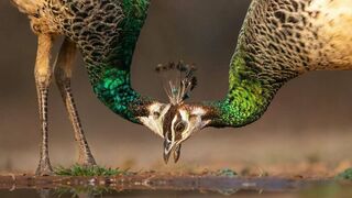 Amazing movements of beautiful animals and birds captured in nature in 4K