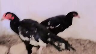 Last word least words