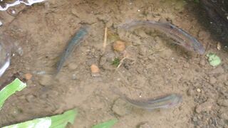 Pantesan ikan ikan ini gembira,ini toh sebabnya.