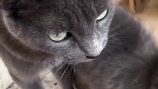 Greybelle