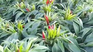 Chili farmer