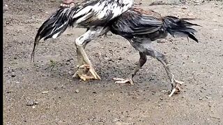 Latihan ringan anak muda