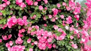 অসধরণ বগন ট internetculture djsong travel lifeisbutadream nature musicgenre