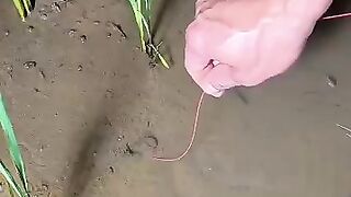 Fishing eel videos
