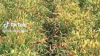 Chili farmer