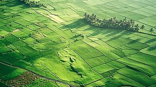 amazing rice field views