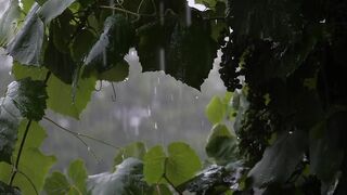 rain sounds