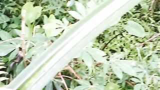 Tanaman pandan yg mulai langka