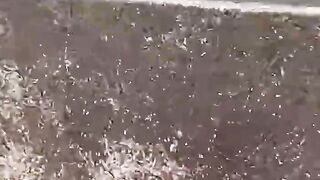 SeekorAnakKucingJatuhKeKandangHarimauHitam