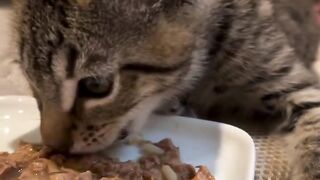 Teeter having lunch