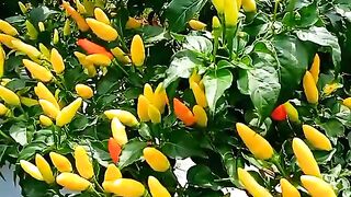 Chili