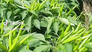 Super Chili