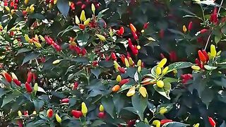 Rawit Chili