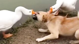Dog and ducks