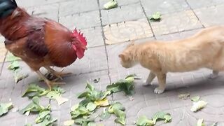 Cat and cock