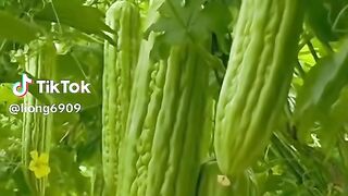 Bitter melon