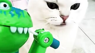 Cats Funny pranks