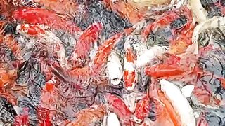 Koi Fish Feeding Frenzy????????