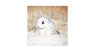 sriosu fsdofidf dofi dfpodif pods