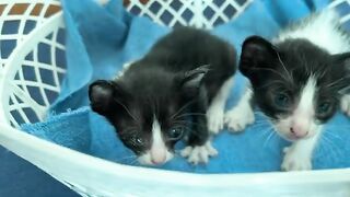 Kittens get used to their first bath and the sounds of adulthood