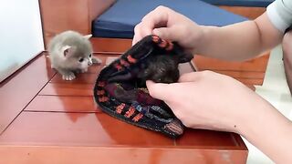 The cute kitten has learned how to take care of its new friend.