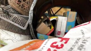 The kitten loved playing with boxes so I brought some home for him to play with.